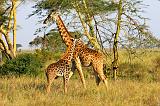 TANZANIA - Serengeti National Park - Giraffe - 3-2